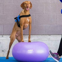 22 FitPAWS 개 훈련 밸런스, 기본, 상세페이지참조