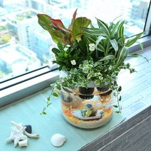 아쿠아팟 모기퇴치기능 공기정화 자연가습 수중 식물재배 수경화분 -식물미포함