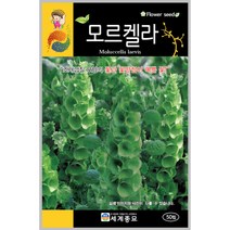 모르켈라 50립 꽃씨 일년생 씨앗 몰 봄 여름 가을 야생화 세계종묘 농사마트