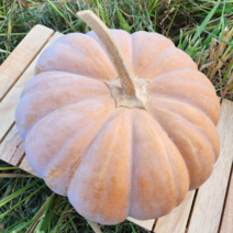 청정지역 늙은호박 3~12kg, 늙은호박 4kg, 1개