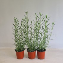 라벤더 3개묶음 공기정화식물 온누리농원, 3개