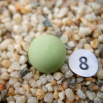 코노피튬 칼큘러스 랜덤, 1개