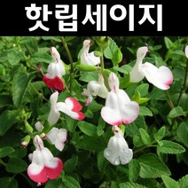 핫립세이지 5치포트 3개/다년생 허브/야생화