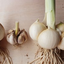 해남 코끼리마늘 3kg / 황토밭에서 자란 토종 왕마늘, 코끼리마늘 (상) 3kg