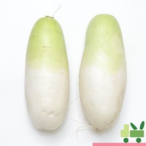 사라상회 월동무 (6개) 10kg