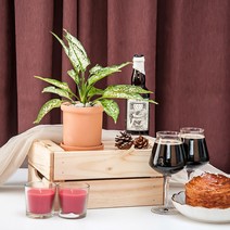 아글라오네마 스노우_마리오 토분(10cm), 살구, 선택:살구