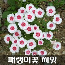 [해피플라워] 패랭이꽃 씨앗 1g(약 1000립) / 봄 가을 파종 꽃씨