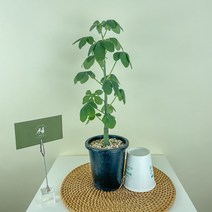 내뜰에 아데니아 글라우카 아프리카 괴근식물 Adenia glauca Schinz
