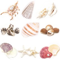 조개껍질 고둥 소라 불가사리 껍데기모음, 03 도요새부리고둥 [1입]