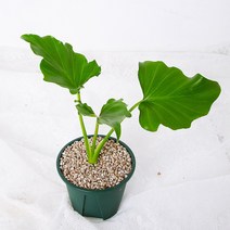 호프셀렘 공기정화식물 분갈이 완성 슬릿 화분, 선택:호프셀렘