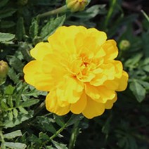 [꽃모종]메리골드- 옐로 : 10cm비닐포트/5개 Q329