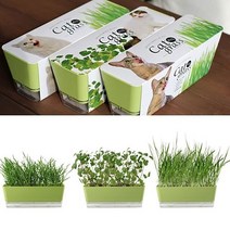 화단꾸미기 고양이잎 캣그라스 캣닢 DIY키트, 쿠팡MSK 캣잎, 쿠팡MSK 본상품선택