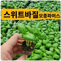 (모종파머스) 스위트바질 키우기 40개 바실 허브 모종