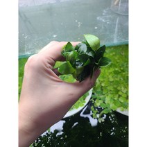 아누비아스 콩나나 1포트 수중화