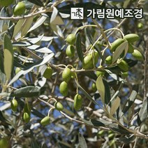 올리브나무 유실수 정원수 가림원예조경, 씨프레시노 스탠다드형 자가수정