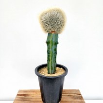 꽃나무팜 밍크선인장 백섬철화 인테리어식물 개업선물로 좋은식물