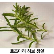 국내산 신선한 로즈마리 10g 30g 100g 500g 로즈마리 식용 더코용 허브 생잎 당일수확 유기농 허브 까페 스테이크