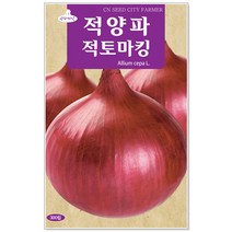 양파 적토마양파씨앗 300립 양파씨앗, 1개
