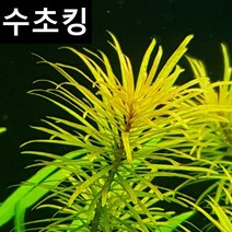 수초킹 초보수초 루드위지아 쿠바, 2개