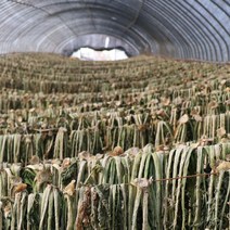 초록한입 국내산 유기농 건무청 말린시래기 100g, 1개