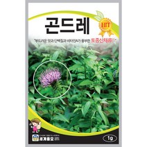 곤드레 씨앗 엉겅퀴 종자 곤드레나물 1g
