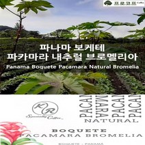 (커피생두) 파나마 보케테 파카마라 내추럴 브로멜리아, 1kg