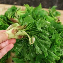 가시없는 엄나무 묘목 민엄나무 - 근삽2년 뿌리묘 1개