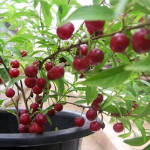 이스라지나무 묘목 산앵두 - 키60cm 1개