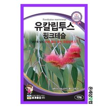 유칼립투스핑크테슬 10립 / 수목 종자 마당 절화용 관상용 정원 텃밭키우기 조경가꾸기 허브