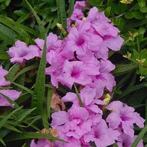 모종]루엘리아-서던스타 핑크/ 8cm분/4개 QQ351, 4개