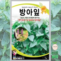 방아잎 씨앗 1g / 다년생 재래종 토종 민속채소 봄 산 나물 쌈채소 배향초 방아풀 종자