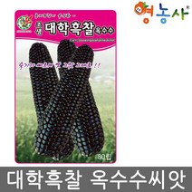 흑 대학찰옥수수 씨앗 80립 대학흑찰 옥수수 종자 영농사, 대학흑찰옥수수 100립, 1개
