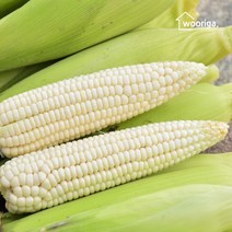 우리가스토리 탱글탱글 냉동 삶은 찰옥수수 40개(10cm~12cm내외) 홍찰 백찰 옥수수, 백찰옥수수 28개(16~18cm내외)-1봉