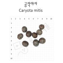 Caryota mitis 씨앗 공작야자 씨앗 10립 희귀식물 관엽식물 꿈꾸는식물