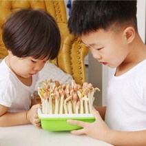 새싹 땅콩 콩나물 키우기 기르기 수경 재배기 콩나물기르기_[230404EA], 본상품선택