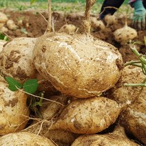 건강한 식재료 멕시코감자 히카마 5kg 10kg 얌빈, 히카마10kg