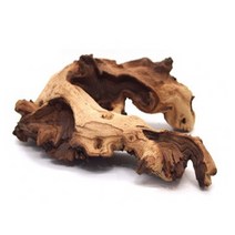 세틀 모파니 투톤 유목 (10~20cm)