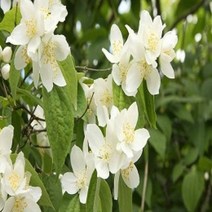 캔들마노 [ 프래그런스오일 ] 자스민 Jasmine, 100ml