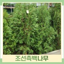 측백나무 묘목 조선측백 1.5m(분) 1개