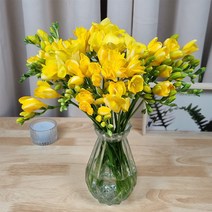 고급화병포함 프리지아 (30대)(50대) 튤립(노랑)(보라) 꽃정기구독 꽃배달 생일 부모님 졸업 입학식 선물 꽃다발 후리지아 선물, 01. 후리지아(30대)