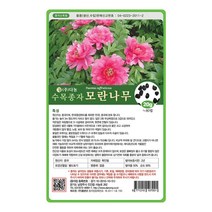 모란(목단)나무씨앗 20g 나무씨앗