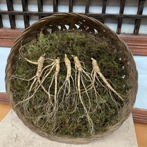 산골 장뇌삼 9-10년근 5뿌리 장뇌삼 장뇌산삼 자연산 건강식품 기력보강 원기회복 면역력증진 부모님선물, 7뿌리
