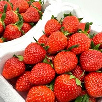 설향 딸기 1kg 담양 죽향 생딸기 판매 진맛깔