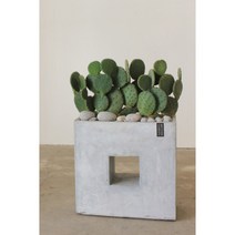 [개업식/선인장선물]테디베어선인장이라 불리는 곰돌이 선인장, 단품