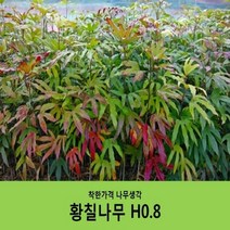 착한가격 나무생각 황칠나무H0.8