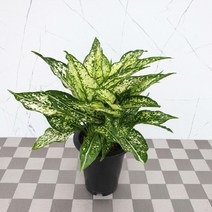 도희씨네 정원>> 잎보기 식물 스노우 사파이어 149″ class=”wr-img”></a></div>
</p></div>
</p></div>
</p></div>
<div class=