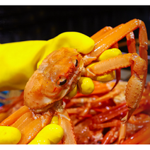 수율보장 속초 박달 홍게 붉은 대게, 3kg, 살아있는 싱싱한걸로 주세요