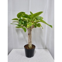 플라워석 목대 외목대 예쁜 뱅갈 고무나무 65cm~75cm