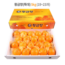 제주 황금향 선물세트 5kg (특대과) 19-23과 / 하우스 노지 고당도 귤 감귤 밀감 레드향 천혜향 카라향 청귤 수라향 신비향 가정용 추석 명절 설 감사 은사 선물 조생 타이벡, 5kg (중) 28-30과
