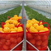 팜프룻 농산 고당도 성주참외 당일수확 가정용 참외 1kg 2.5kg 2kg 4kg, 가정용 혼합과 2Kg+500g(과수랜덤)